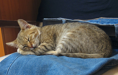 brown Tabby cat thumbnail