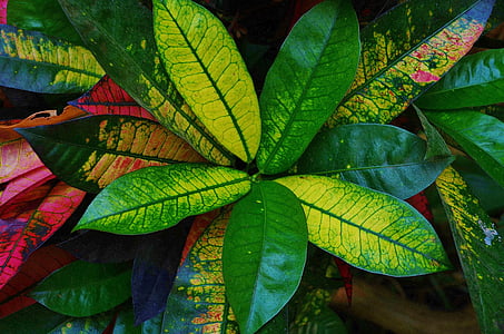 closeup of rushfoil plant thumbnail