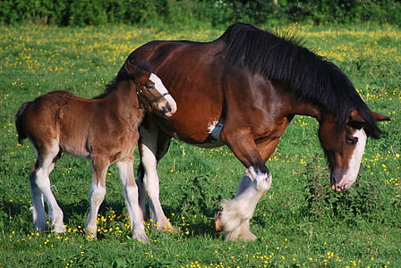 brown and black horse on green grass thumbnail