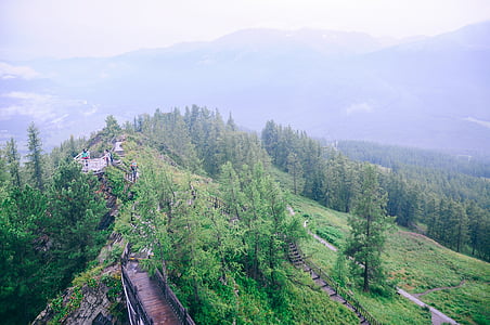 bird's eye photography of brown wooden bridge near green leafed tree at mountain thumbnail
