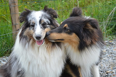 two tricolor Australian shepherds near fence thumbnail