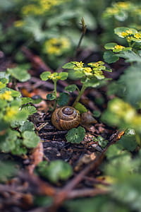 Selective Focus Photography of Brown Snail thumbnail