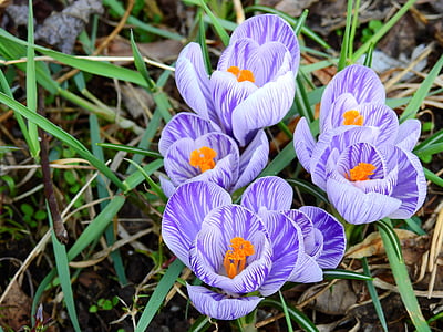 close-up photo of purple-and-white crocus flowers thumbnail