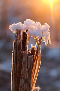 selective focus photography of frozen husk thumbnail