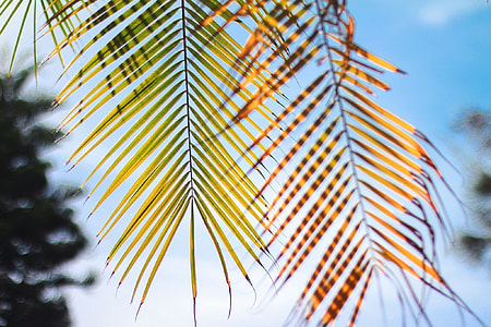 close-up photo of green leaf palm tree over blue sky thumbnail