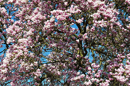 pink flower tree during daytime thumbnail