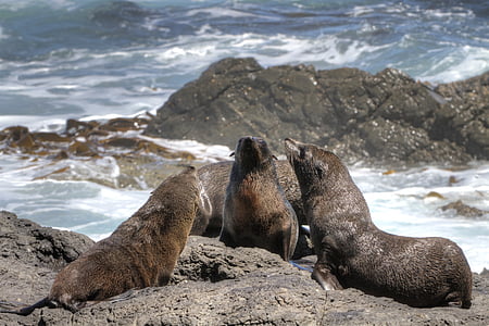 seal near shore thumbnail