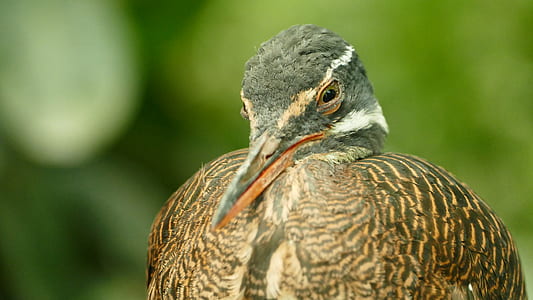 nature, bird, summer, animal thumbnail