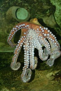 brown octopus thumbnail