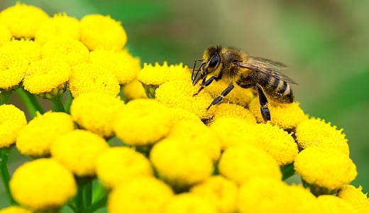 close-up photo of honey bee perched on top of yellow clustered flowers thumbnail