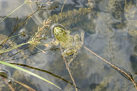 brown frog floats on calm water at daytime thumbnail