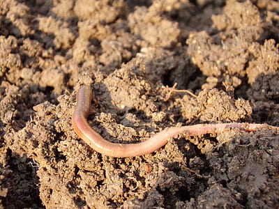 beige earthworm on soil thumbnail
