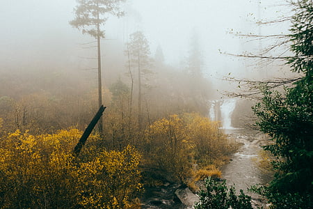 river stream near trees thumbnail