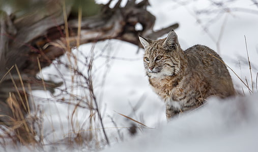 silver tabby cat near wood log thumbnail