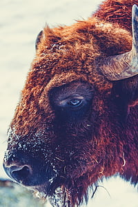 brown bison thumbnail