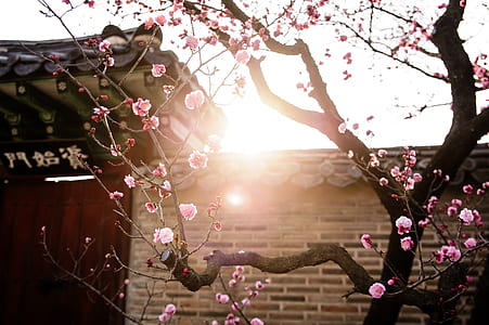 photo of cherry tree thumbnail