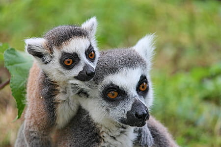 closed-up photography of two white-and-brown lemurs thumbnail