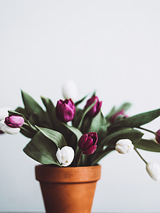 selective focus photography of pink and white tulip buds in brown clay pot thumbnail