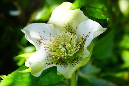 white and red petaled flower thumbnail