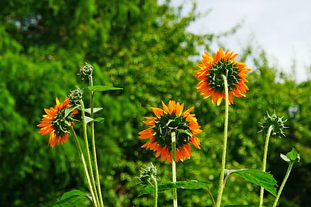 Giant flowers of the annual sunflower. thumbnail