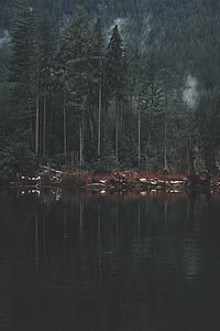 body of water near woods during daytime photography thumbnail