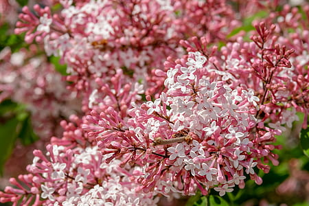 white and pink flowers thumbnail