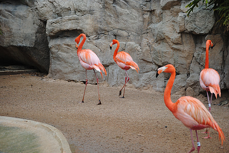 four red flamingos near the rock thumbnail
