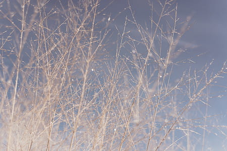 Brown Grass thumbnail