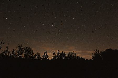 silhouette photography of trees thumbnail
