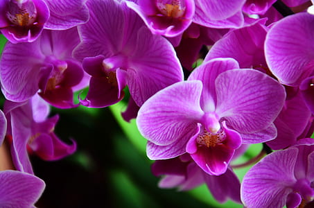 Macro Photography of Purple Petaled Flower thumbnail