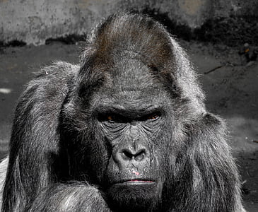 photo of black gorilla thumbnail