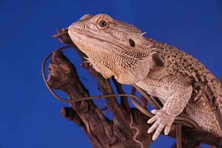brown bearded dragon on branch thumbnail