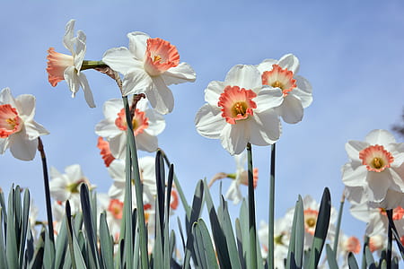 white and orange daffodil flowers thumbnail