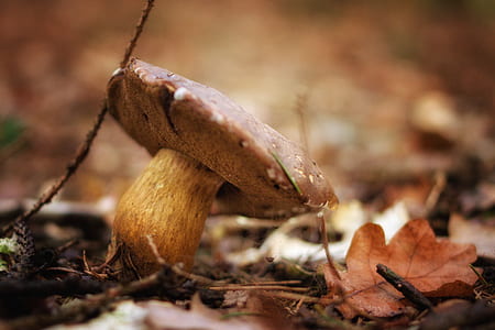 brown mushroom on ground thumbnail