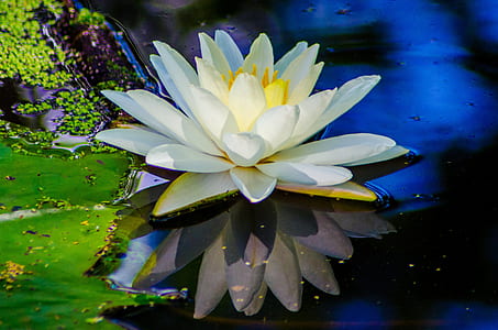 closeup photo of lotus flower thumbnail