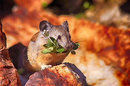 rodent with leaf in it's mouth during day thumbnail