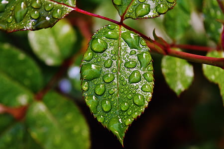 shallow focus photography of green leaf thumbnail