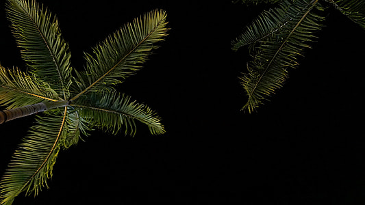 green palm tree during night thumbnail