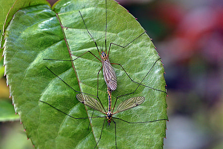 Komarnica, Insect thumbnail