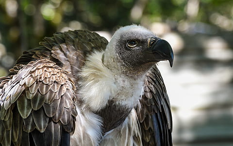 gray and white vulture thumbnail