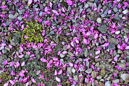 black and pink rocks thumbnail