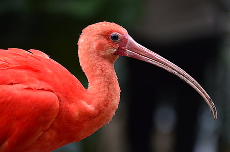 focus photography of flamingo thumbnail