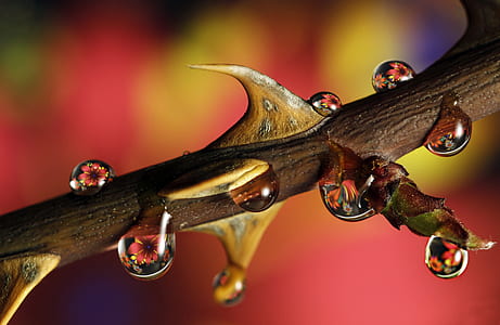water drop selective focus photography thumbnail