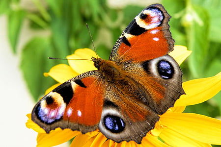 macro photo of peacock butterfly perched on yellow flower thumbnail