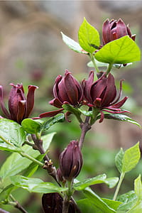 Calycanthus floridus, commonly called Carolina allspice, is an uncommon rounded deciduous shrub that grows to 6-9 tall. It features fragrant, brown to burgundy flowers which come into bloom from mid-April to mid-May. Flowers give way to brownish, urn-shaped fruits seed pods which mature in the fall and last throughout the winter months. The dark, lustrous, green leaves and bark release a clove or camphor-like scent when crushed. Both the flowers and leaves are often used to make potpourris. Other names used are sweetshrub, strawberry bush, and hairy allspice. The shrub is native to the US from Virginia to Florida. thumbnail