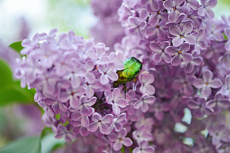 close up photo of green Cotinis nitida beetle on flower thumbnail