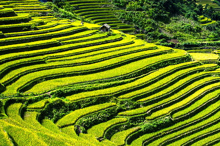 aerial photo of rice terraces thumbnail