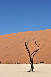 black tree on sand thumbnail