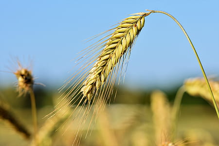 brown grain on macro shot thumbnail