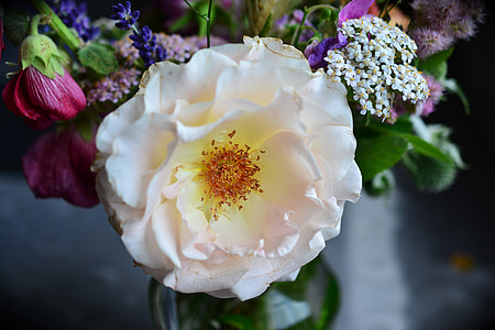 closeup photo of white petaled flower in full bloom thumbnail